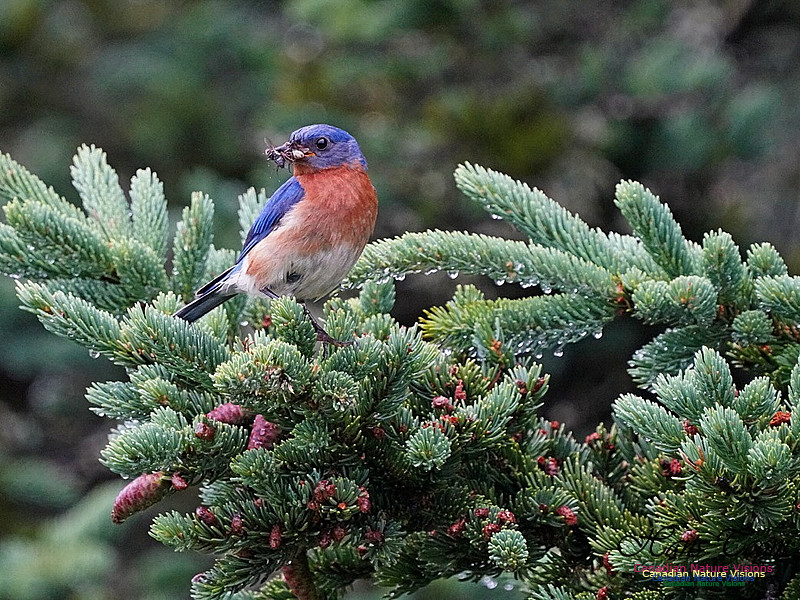Eastern Bluebird 151