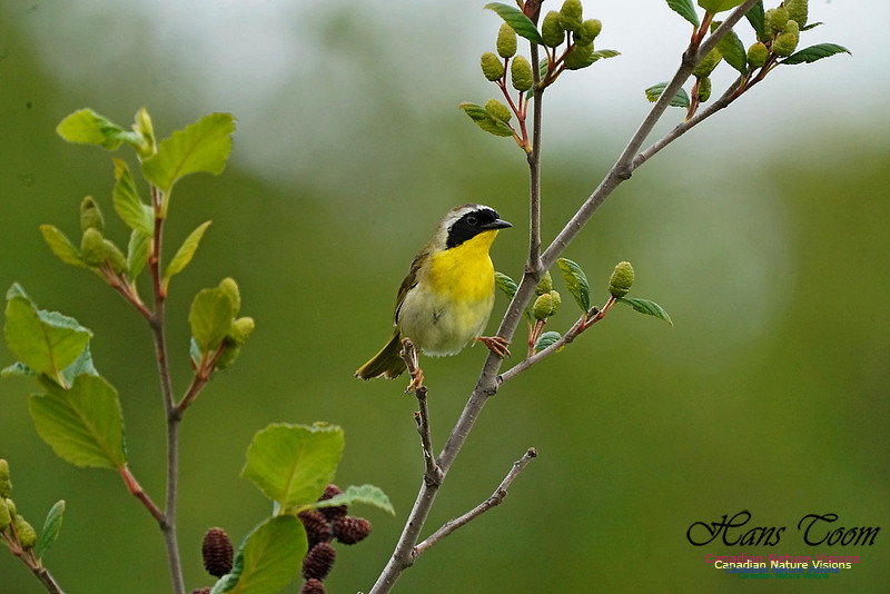 CommonYellowthroat 150