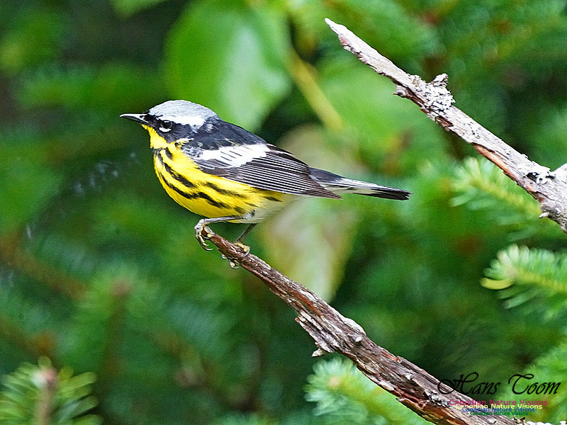 Magnolia Warbler 150