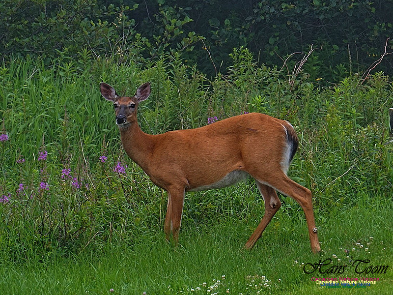 White-tailed Deer 150