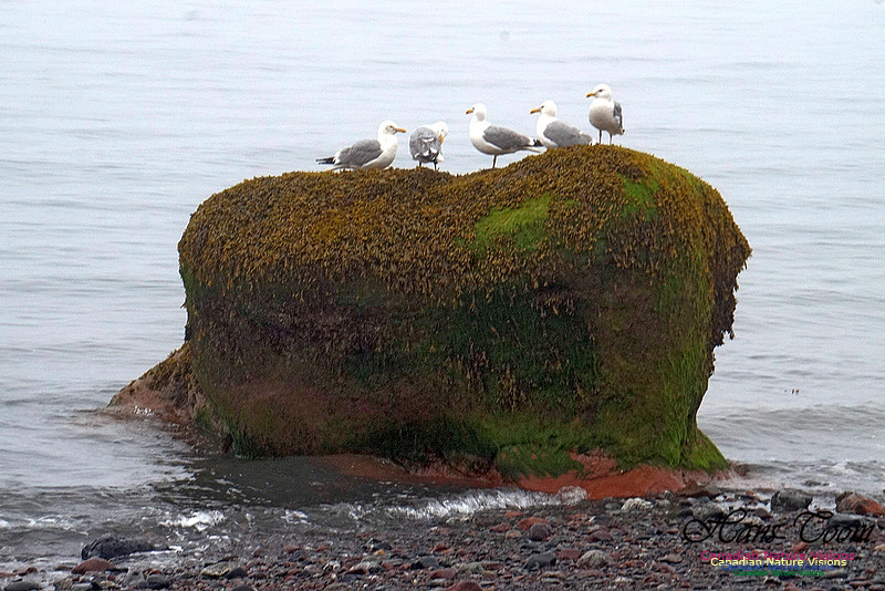 Gull Rock 100