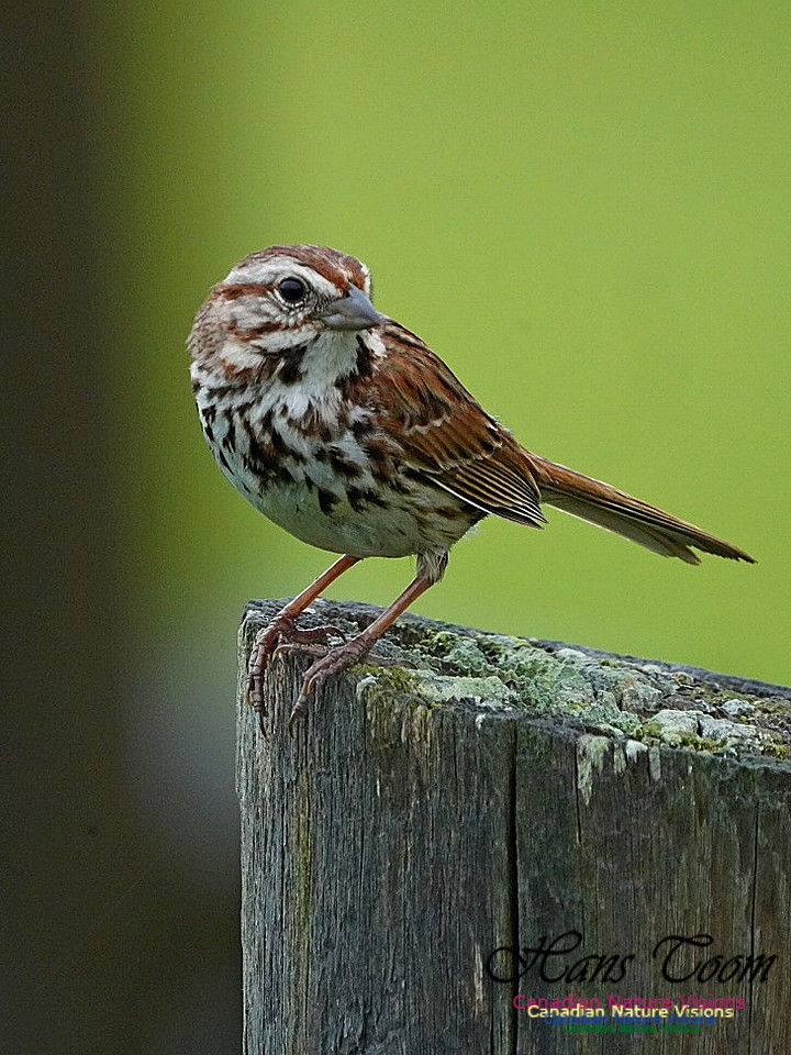 Song Sparrow 150