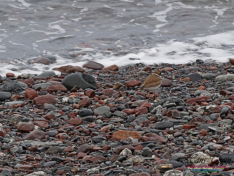 Semipalmated Plover 150