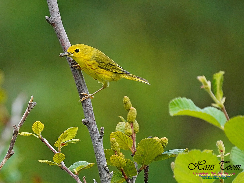 Yellow Warbler 150
