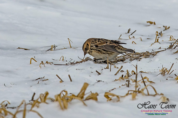 Lapland Longspur 104