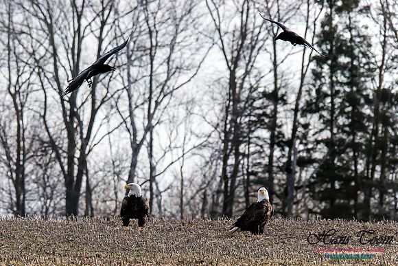 Bald Eagle