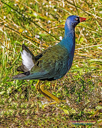 Purple Gallinule 103X copy 2