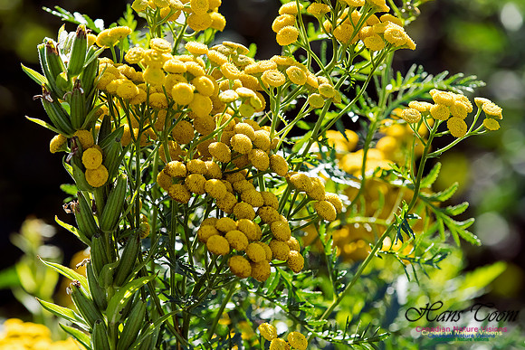 Tansy