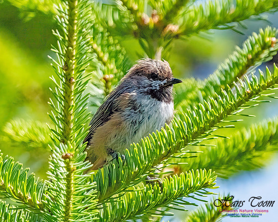 Boreal Chickadee 253