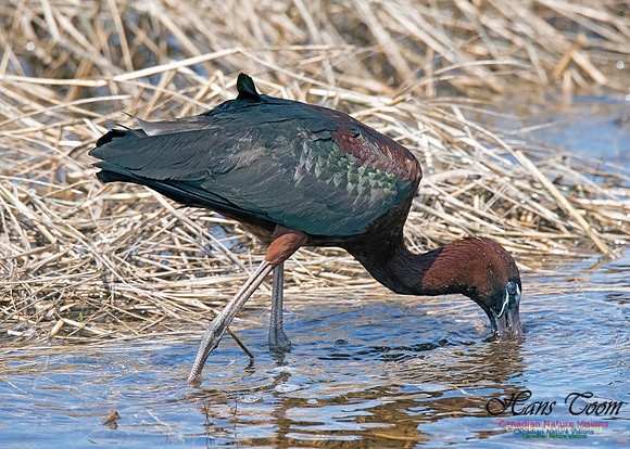 Glossy Ibis 11