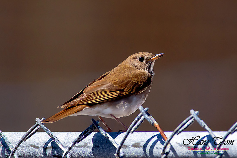 Grey-cheeked Thrush 4