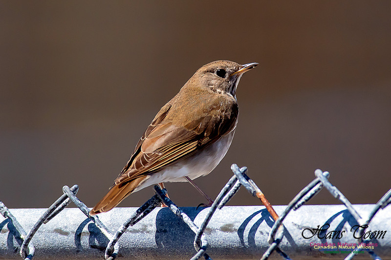 Grey-cheeked Thrush 5