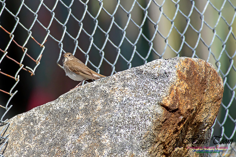 Grey-cheeked Thrush 6