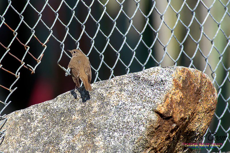 Grey-cheeked Thrush 7