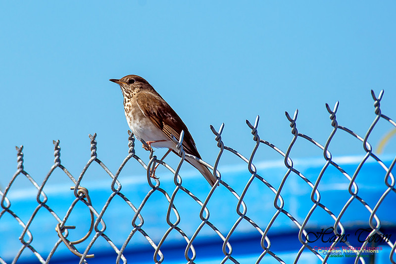Grey-cheeked Thrush 9