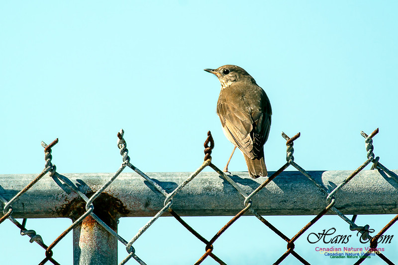 Grey-cheeked Thrush 10