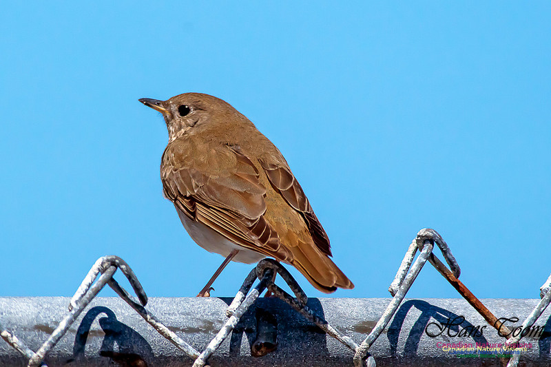Grey-cheeked Thrush 2
