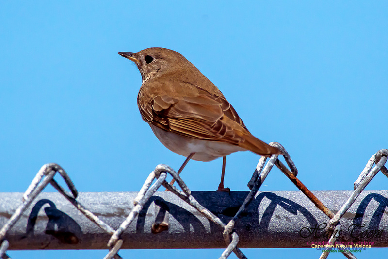 Grey-cheeked Thrush 1