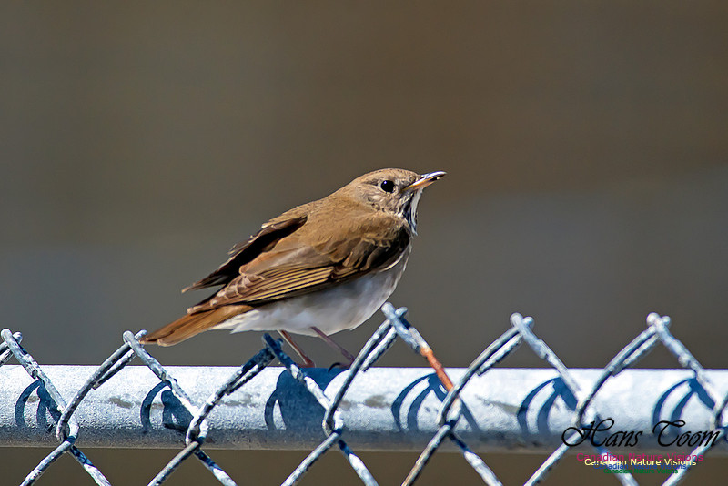 Grey-cheeked Thrush 3