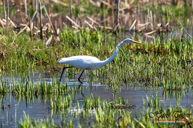 Great Egret 3