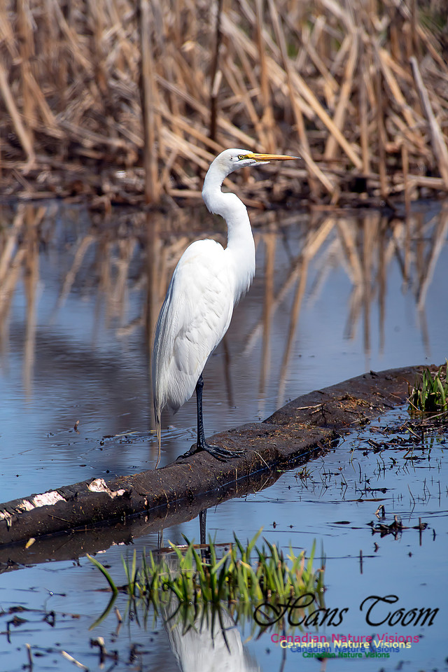 Great Egret 5