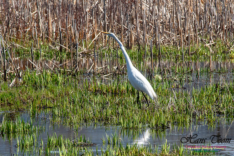 Great Egret 4