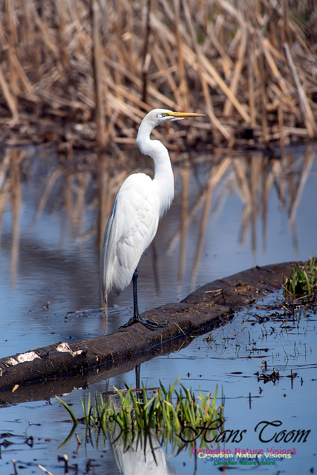 Great Egret 6