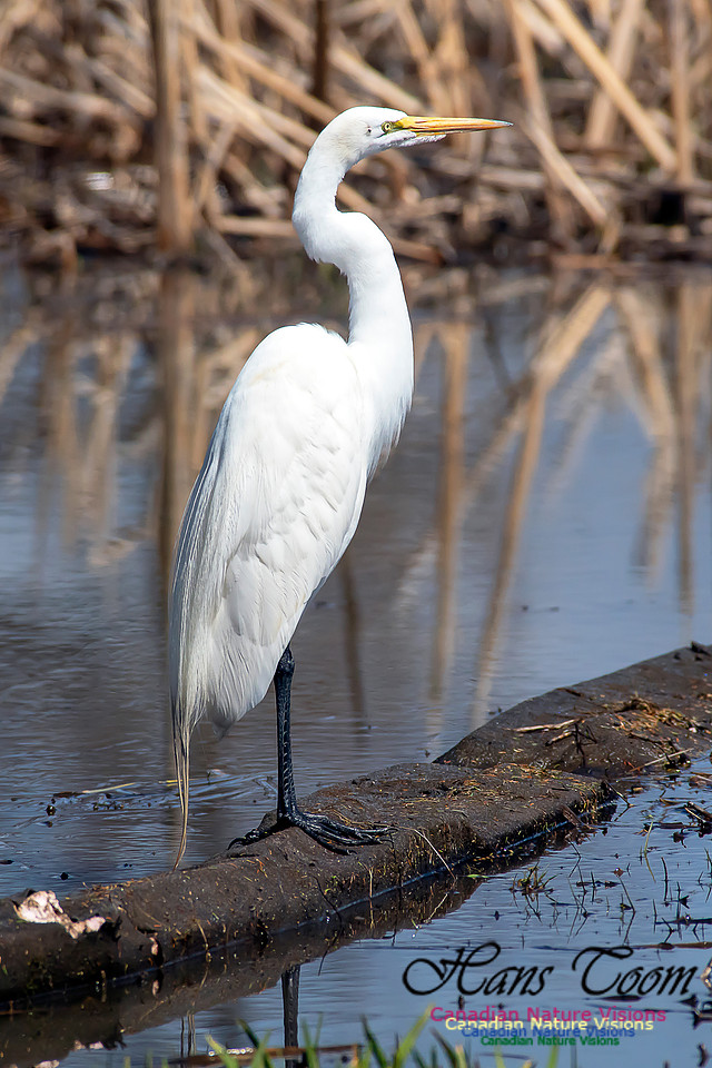 Great Egret 7
