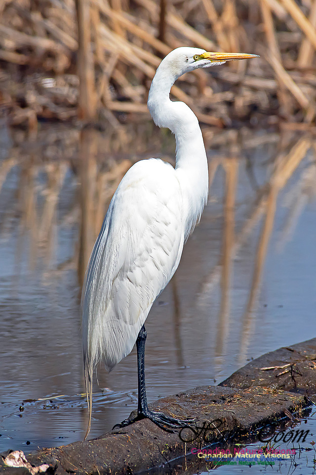 Great Egret 8
