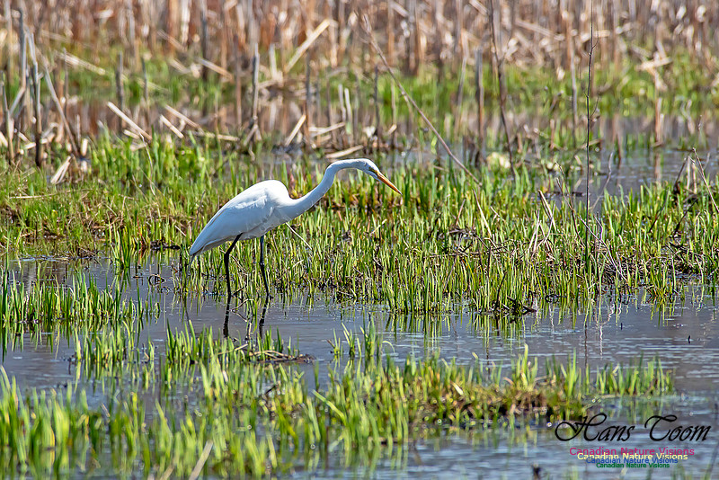 Great Egret 1