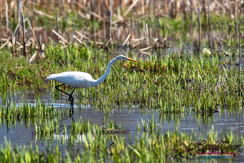 Great Egret 2