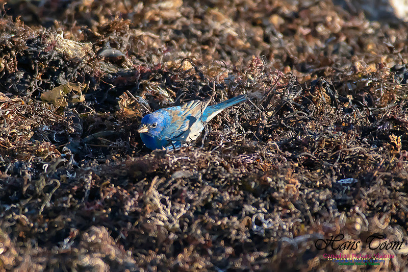 Indigo Bunting 11