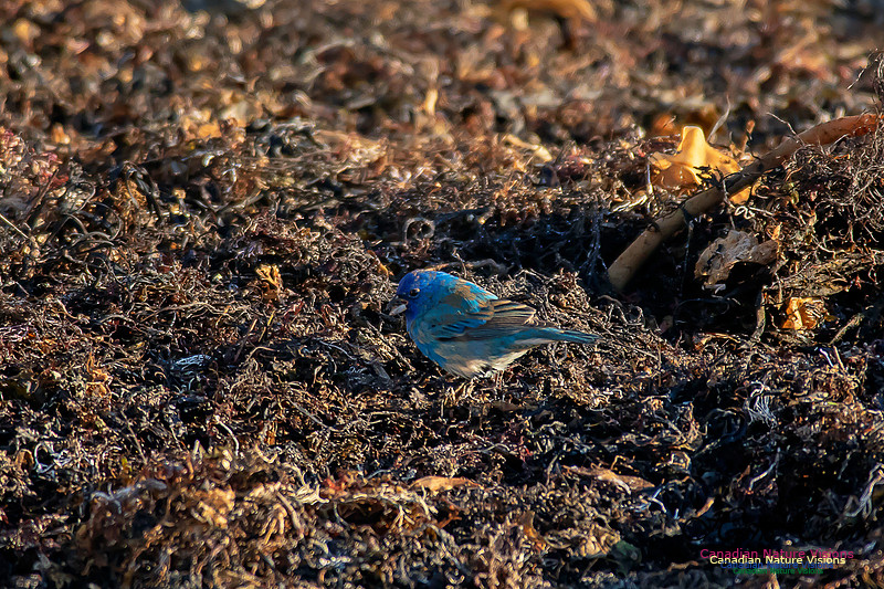 Indigo Bunting 12