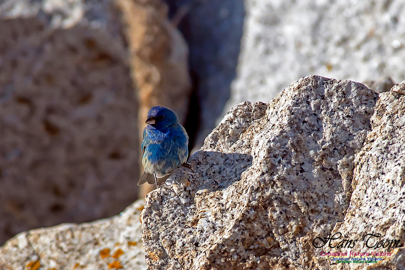 Indigo Bunting 14
