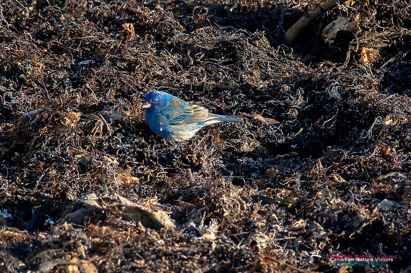 Indigo Bunting 13