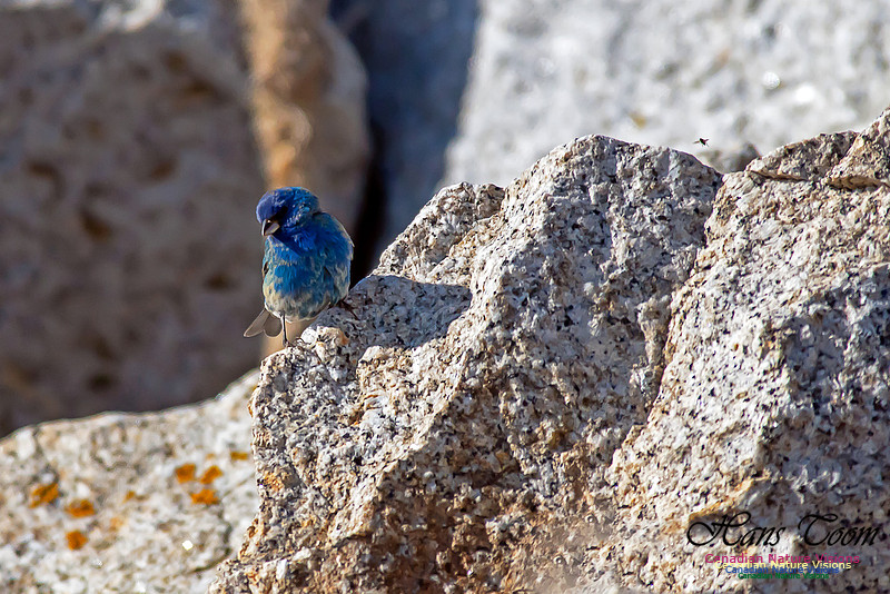 Indigo Bunting 15