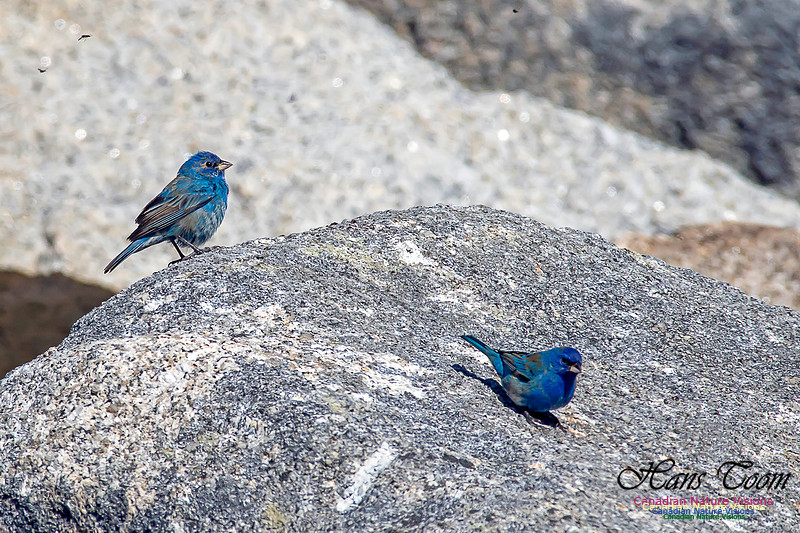 Indigo Bunting 22