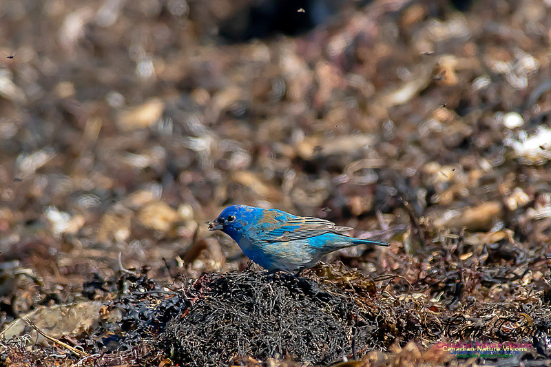Indigo Bunting 23
