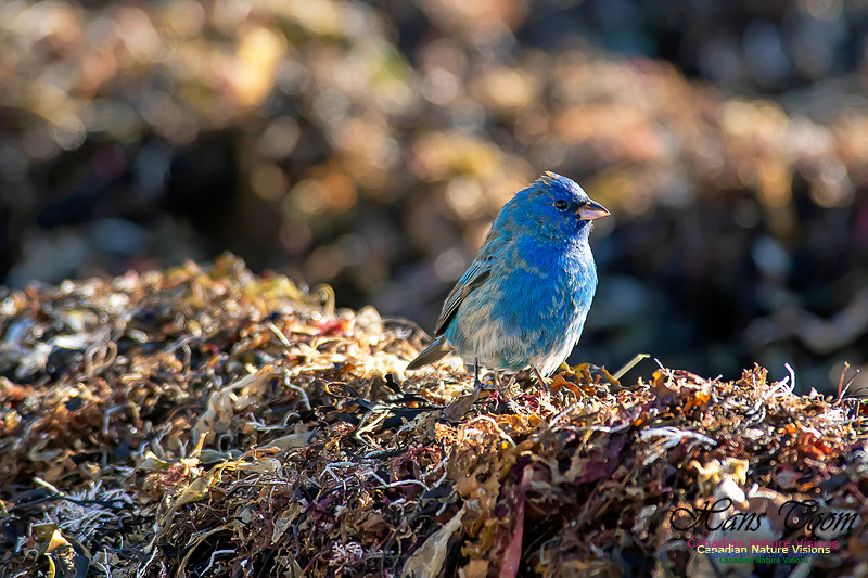 Indigo Bunting 24