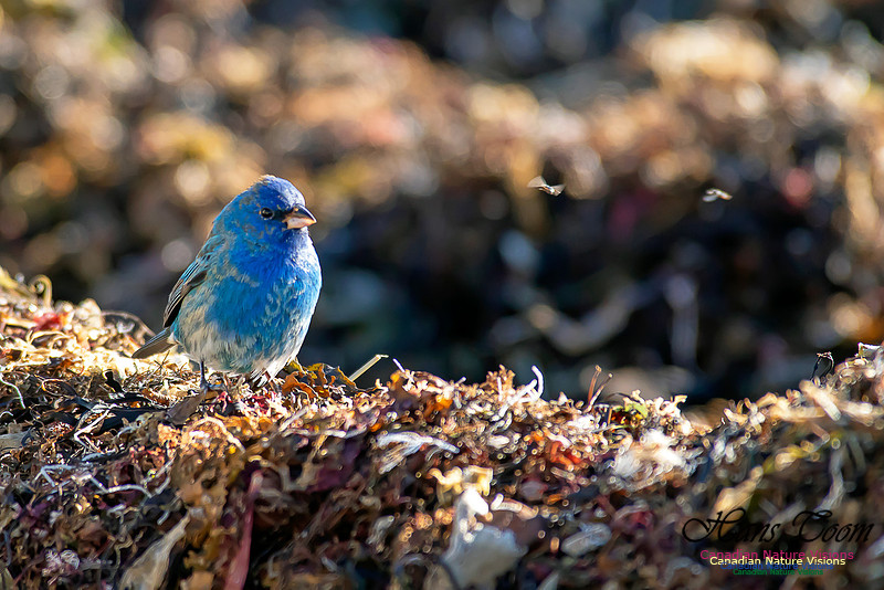 Indigo Bunting 25