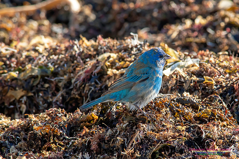 Indigo Bunting 26
