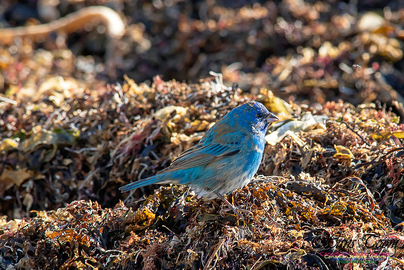 Indigo Bunting 27