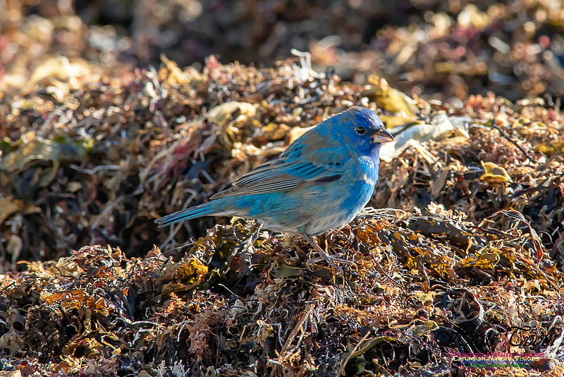 Indigo Bunting 28