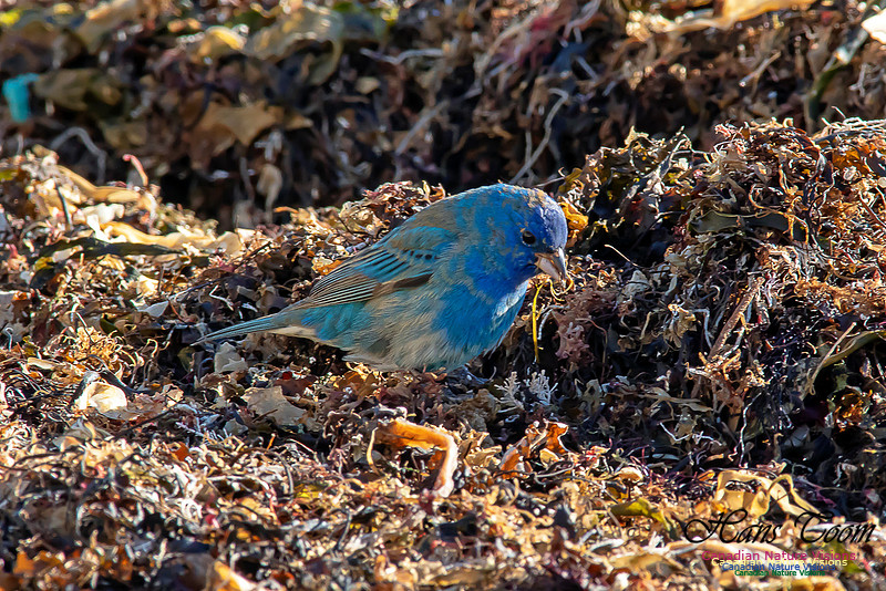 Indigo Bunting 29