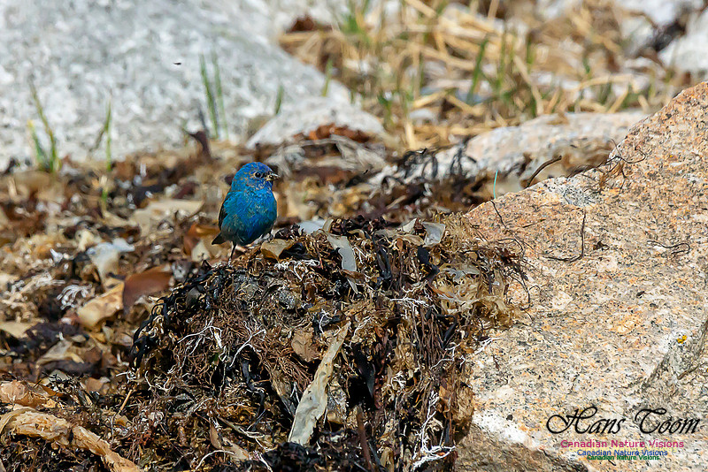 Indigo Bunting 1