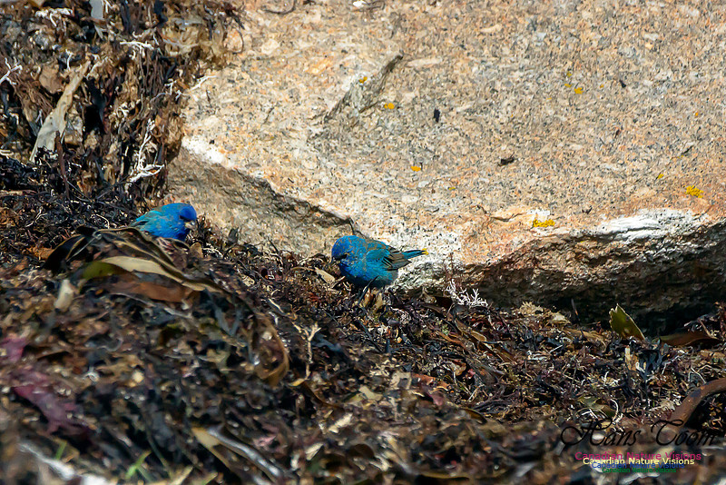 Indigo Bunting 2