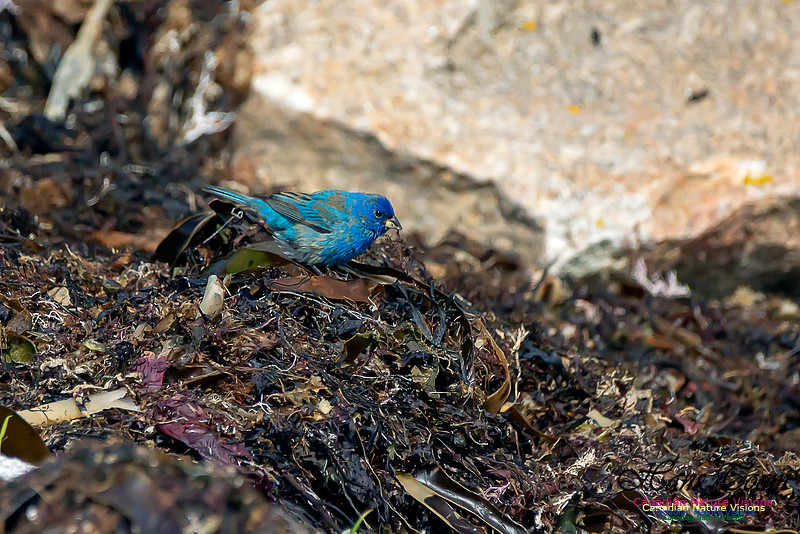 Indigo Bunting 3