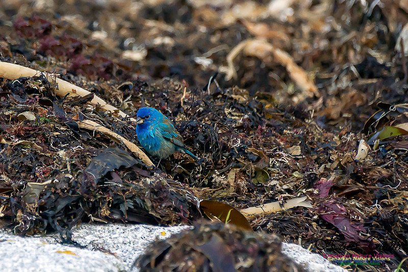 Indigo Bunting 4