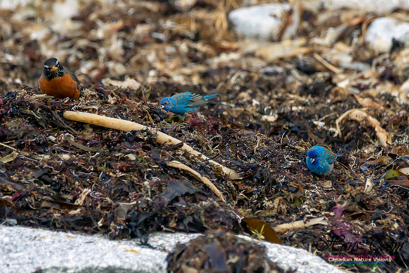 Indigo Bunting 5