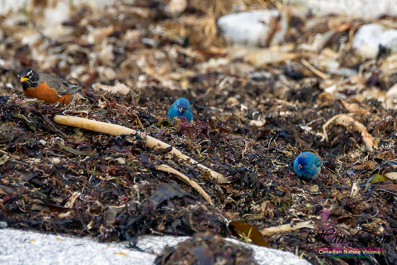 Indigo Bunting 6